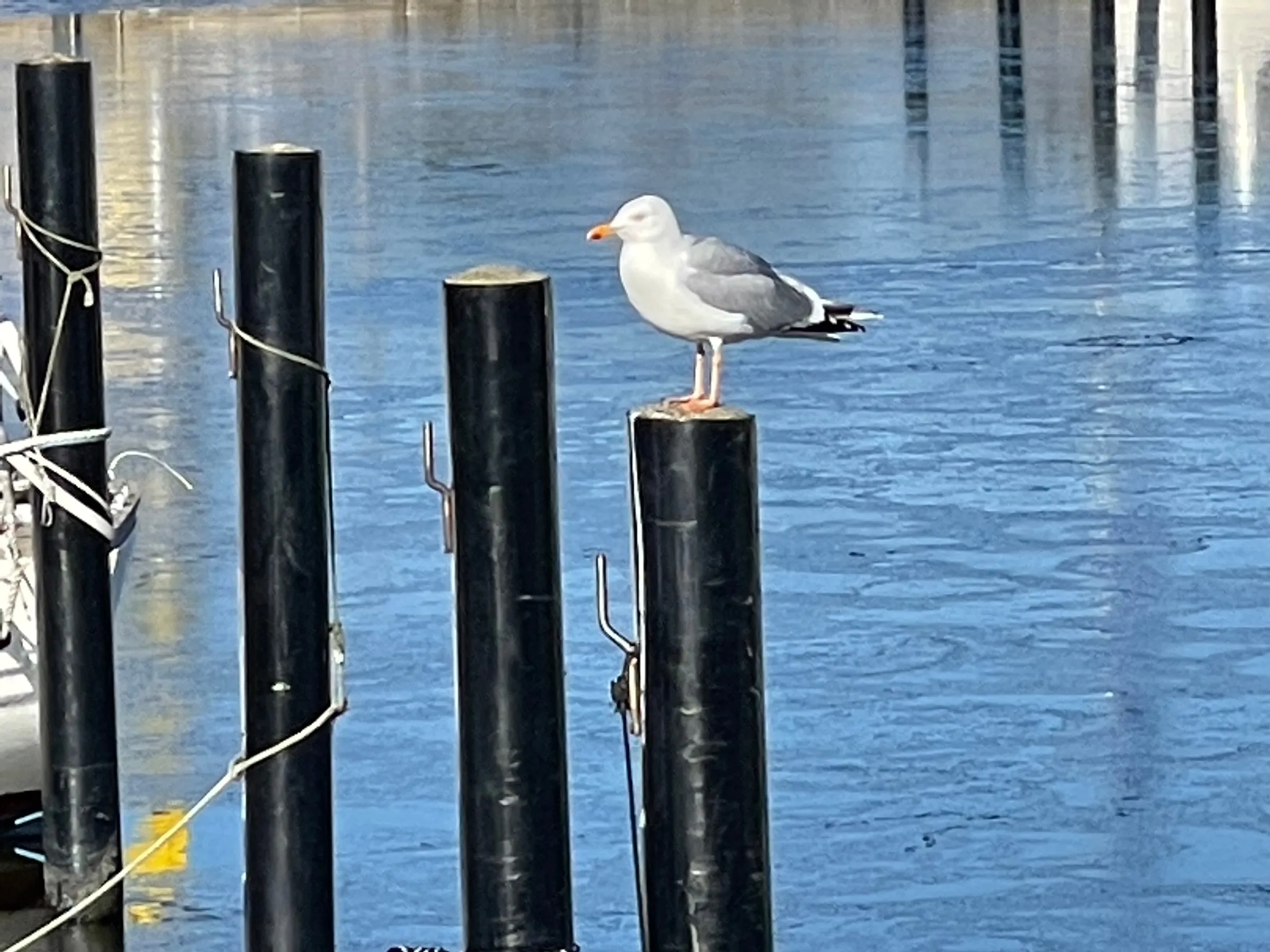 Möwen am Hafen